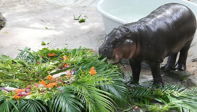 thailand’s-star-baby-hippo-moo-deng-celebrates-her-first-birthday