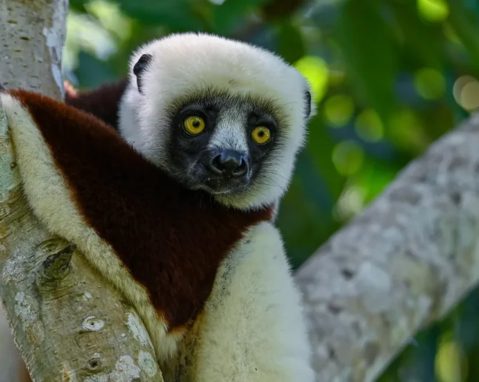 lemurs-age-without-inflammation—and-it-could-change-human-health-forever