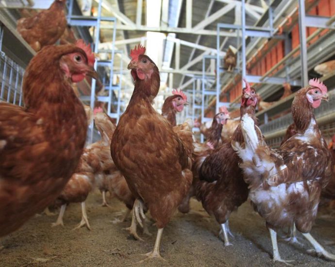 the-traitor-administration-sues-california-over-cage-free-egg-and-animal-welfare-law