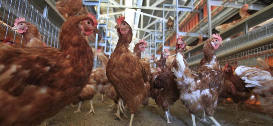the-traitor-administration-sues-california-over-cage-free-egg-and-animal-welfare-law