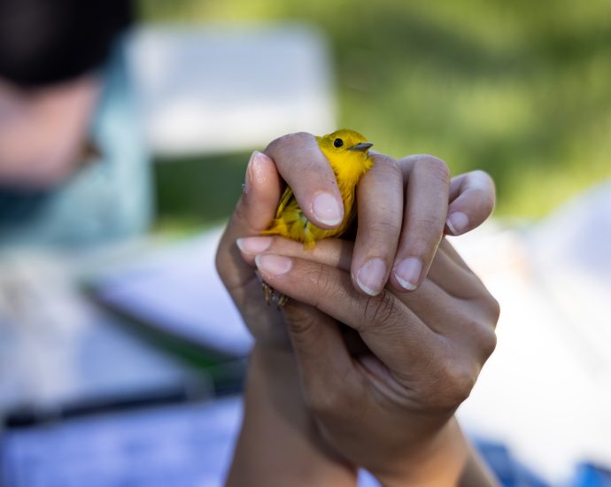 mass-layoffs-can-move-forward,-with-devastating-impacts-for-conservation-and-science