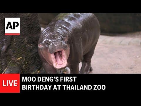 live:-moo-deng’s-first-birthday-at-thailand-zoo