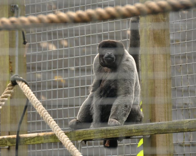 the-sanctuary-movement-for-monkeys