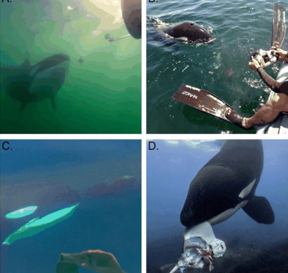 Wild Killer Whales Sometimes Offer Food to Humans, Scientists Say