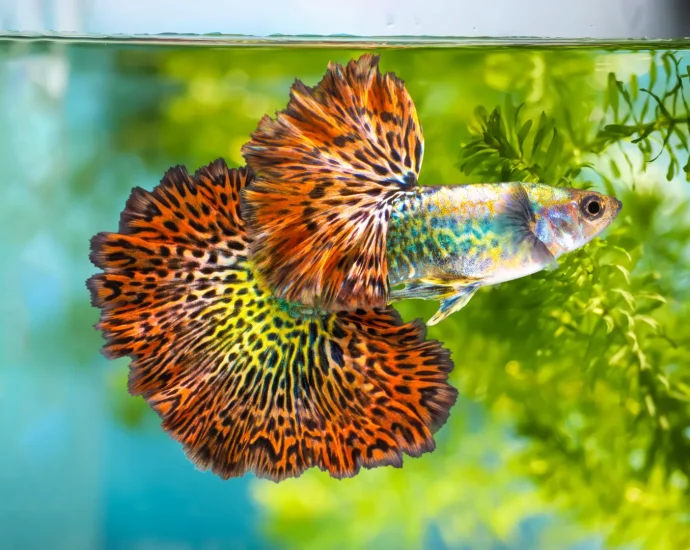 brighter,-bolder,-hotter:-why-female-guppies-can’t-resist-orange