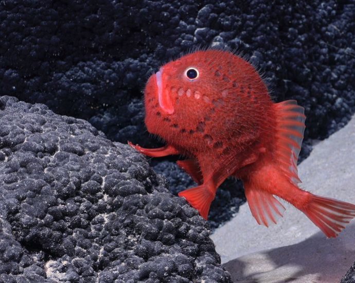 underwater-mountains-off-easter-island-found-to-host-creatures-unknown-to-science