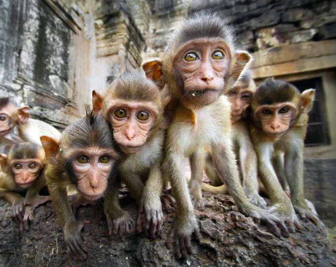 why-monkeys—and-humans—can’t-look-away-from-social-conflict