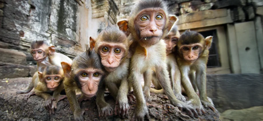 why-monkeys—and-humans—can’t-look-away-from-social-conflict