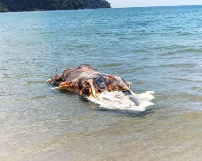 unidentified-‘monster’-washes-up-on-beach-in-malaysia