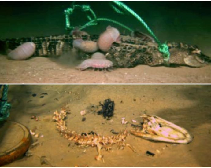 scientists-discover-monstrous-new-breed-of-‘zombie-worms’-that-can-devour-whole-alligators