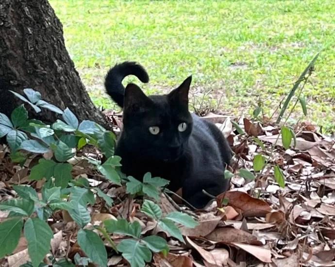 florida-cat-sniffs-out-another-new-virus—and-scientists-are-listening