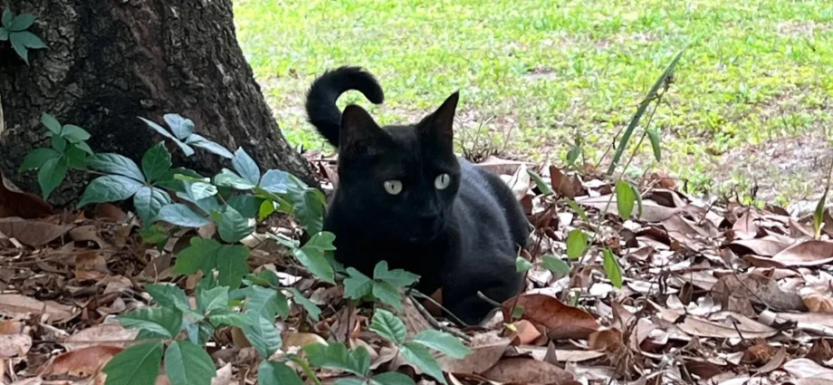 florida-cat-sniffs-out-another-new-virus—and-scientists-are-listening