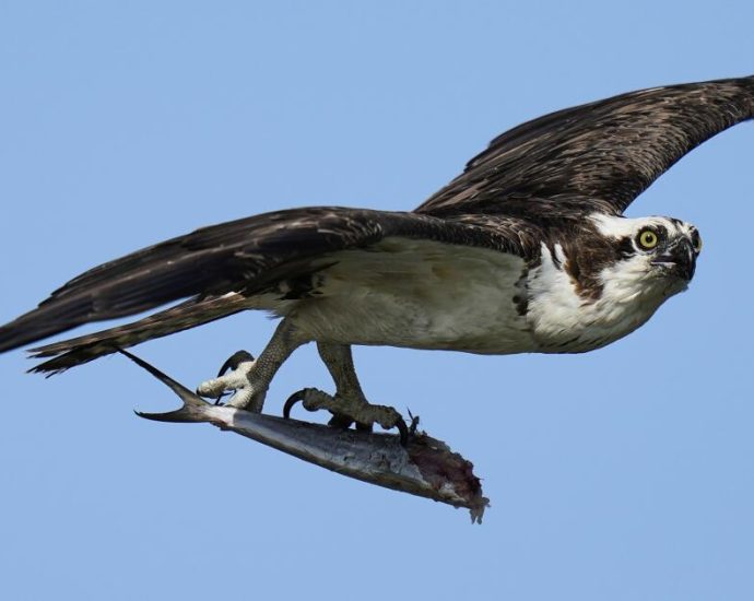 osprey-came-back-from-the-brink-once.-now-chicks-are-dying-in-nests,-and-some-blame-overfishing