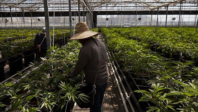 agents-clash-with-protesters-during-ice-raids-at-southern-california-marijuana-farm