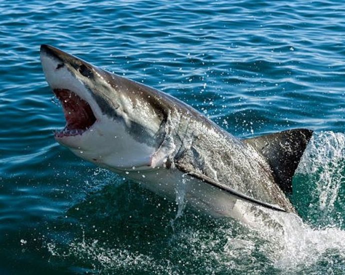 the-tragic-reason-why-there-are-no-great-white-sharks-in-aquariums