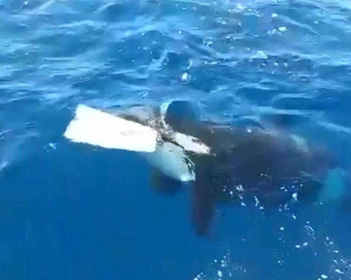 scientists-think-orcas-might-be-getting-smarter-as-they-show-frightening-new-behaviours