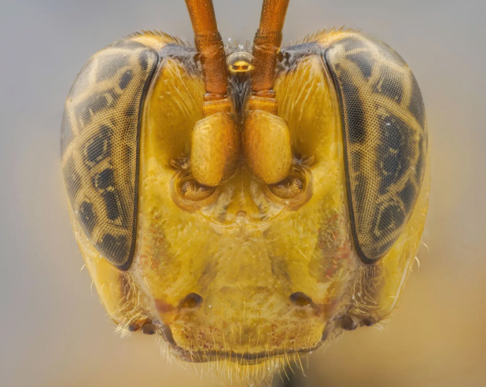parasitic-wasp-with-a-giant-head-has-been-discovered-and-it’s-the-stuff-of-nightmares