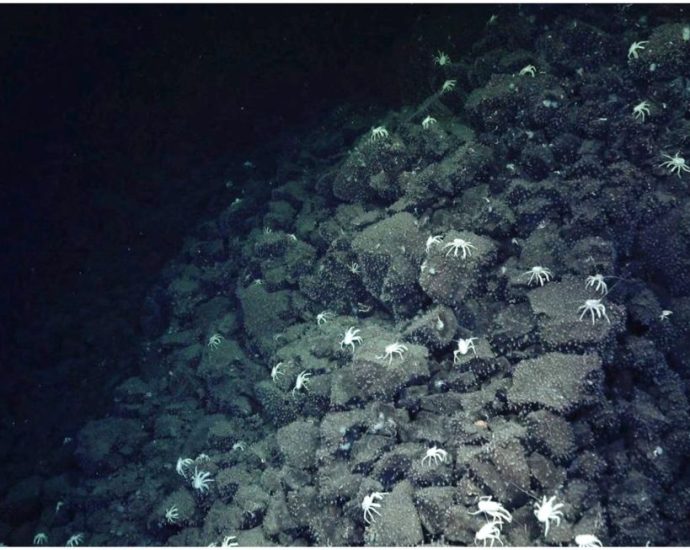 trail-of-ghostly-crabs-leads-scientists-to-extraordinary-underwater-discovery