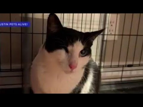 hundreds-of-pets-rescued-from-texas-flooding-by-local-group-|-newsnation-live