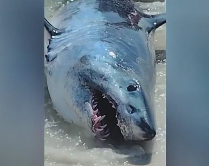 great-white-sharks-keep-entering-the-twilight-zone-and-experts-are-baffled