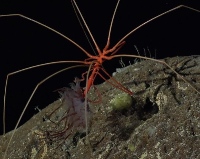 giant-underwater-mountain-and-100-new-species-discovered-in-‘mind-blowing’-expedition
