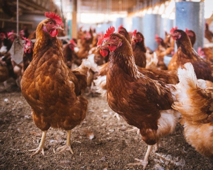 the-traitor-is-suing-to-overturn-animal-welfare-laws