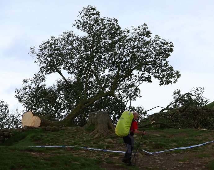 men-sentenced-for-felling-england’s-‘sycamore-gap’-tree
