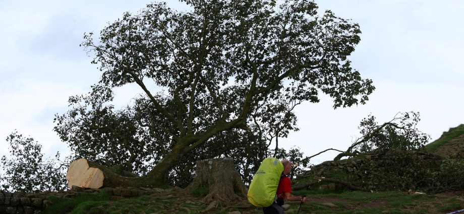 men-sentenced-for-felling-england’s-‘sycamore-gap’-tree
