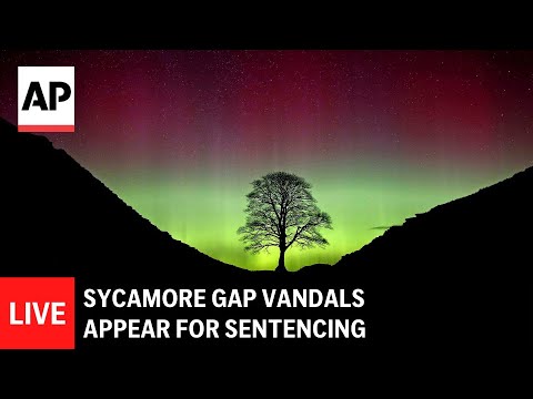 live:-sycamore-gap-vandals-appear-for-sentencing-at-newcastle-crown-court