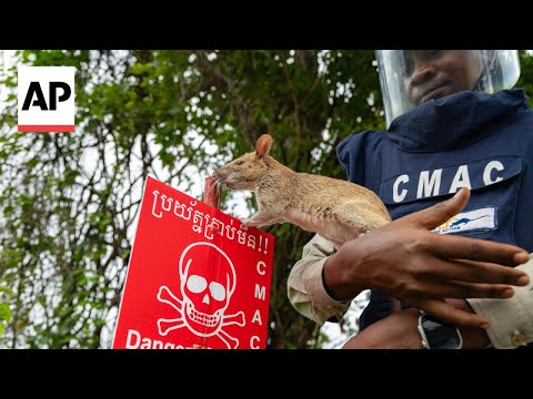 meet-the-rats-sniffing-out-landmines-in-cambodia