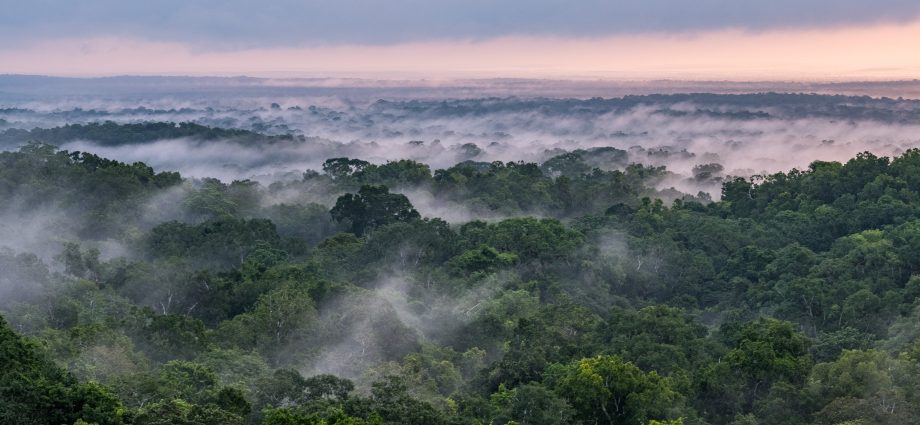 nasa-isro-radar-mission-to-provide-dynamic-view-of-forests,-wetlands