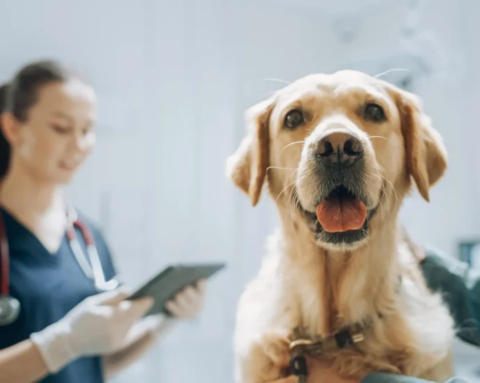 dogs-can-detect-parkinson’s-years-before-symptoms—with-98%-accuracy