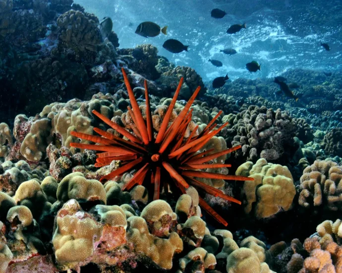 corals-in-crisis:-a-hidden-chemical-shift-is-reshaping-hawaiian-reefs