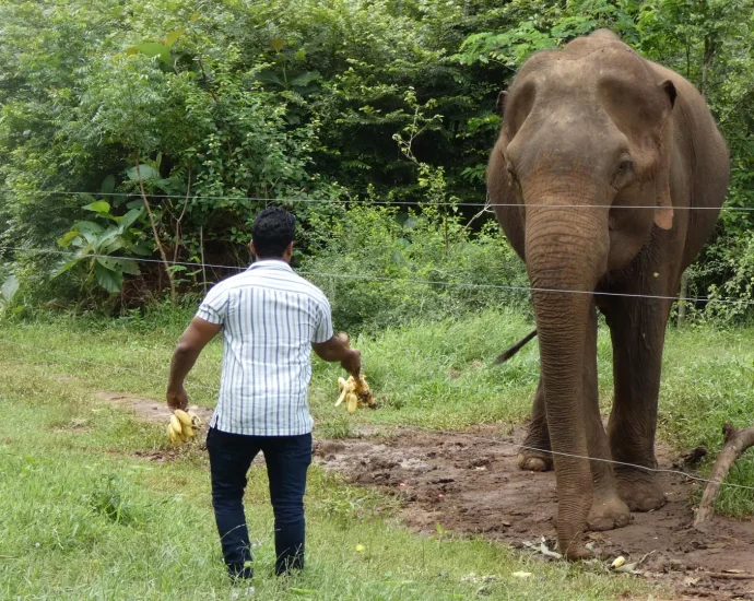 selfies,-sugar,-and-death:-how-tourists-are-endangering-elephants