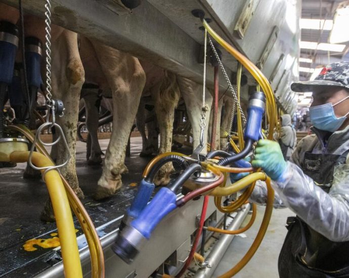 immigration-crackdown-could-stymie-efforts-to-fight-bird-flu-outbreak,-experts-fear