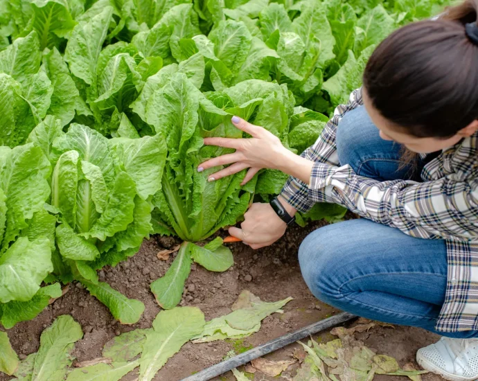 dirty-water,-warm-trucks,-and-the-real-reason-romaine-keeps-making-us-sick