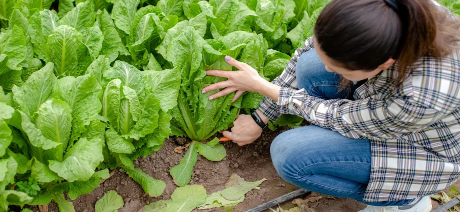dirty-water,-warm-trucks,-and-the-real-reason-romaine-keeps-making-us-sick