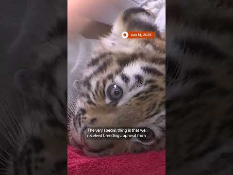 tiger-cub-siblings-vaccinated-at-germany’s-magdeburg-zoo