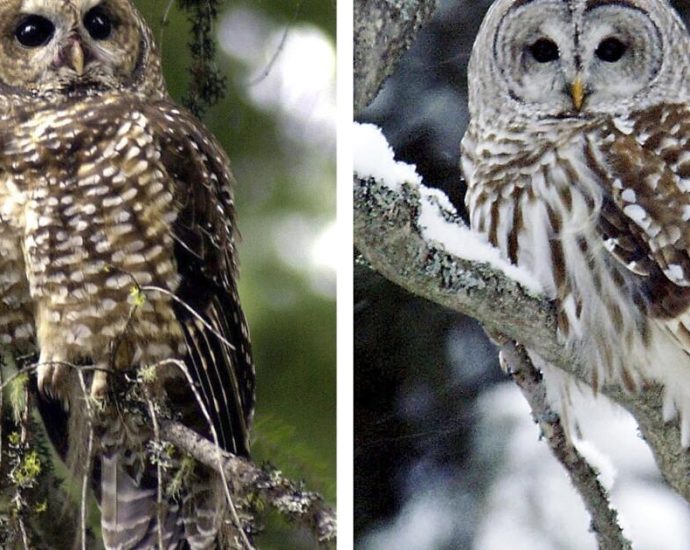 a-plan-to-shoot-450,000-owls-—-to-save-a-different-owl-—-could-be-in-jeopardy