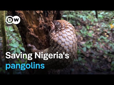 how-nigeria-has-become-a-model-against-pangolin-trafficking-|-dw-news