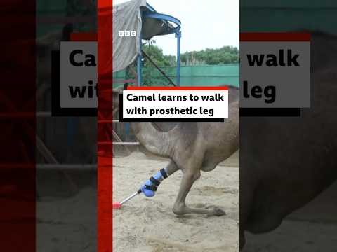 camel-learns-to-walk-with-prosthetic-leg.-#camel-#pakistan-#zoo-#bbcnews