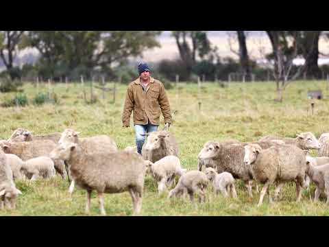 south-african-sheep-farmer-aims-for-sustainable-standards-|-reuters