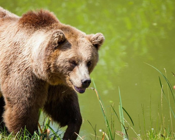 japan-steps-up-bear-safety-measures-after-recent-attacks