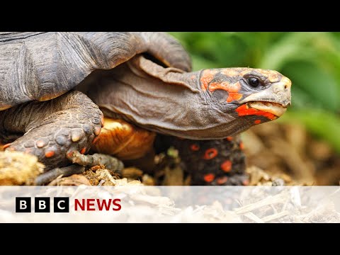 tortoises-have-human-like-feelings,-study-finds-|-bbc-news
