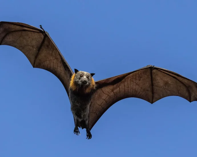 teen-bats-are-spawning-new-viruses—here’s-why-scientists-are-paying-close-attention