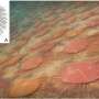 Prehistoric ‘social distancing’: 436-million-year-old brachiopods used bristles to avoid crowding neighbors