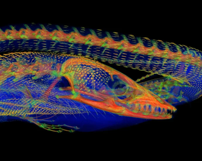 beneath-the-scales:-the-secret-bone-armor-that-helped-lizards-survive-australia