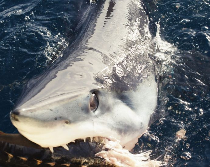 Shark Week team discovers unusual ‘black makos’ off California coast