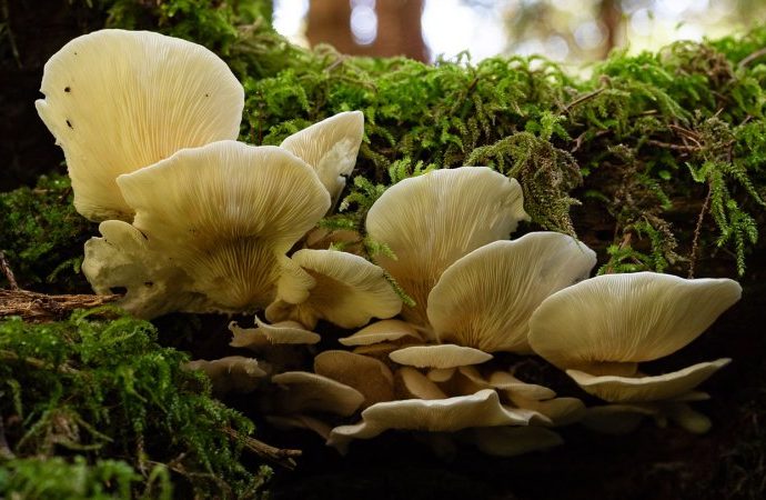 climate-change-may-be-pushing-fungal-allergy-season-earlier