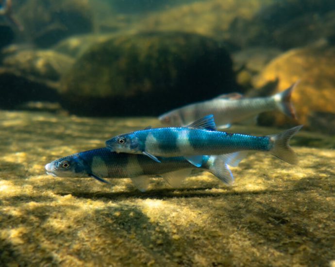 hurricane-helene-and-subsequent-cleanup-efforts-have-decimated-north-america’s-most-biodiverse-waters